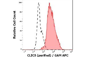 Separation of NALM-6 cells stained using anti-CLIC5 (CLIC5-02) purified antibody (concentration in sample 5 μg/mL, GAM APC, red-filled) from NALM-6 cells unstained by primary antibody (GAM APC, black-dashed) in flow cytometry analysis (intracellular staining).