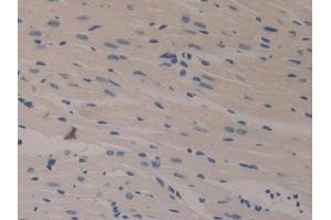 Immunohistochemistry (IHC) image for anti-Klotho (KL) (AA 516-955) antibody (ABIN7436549)