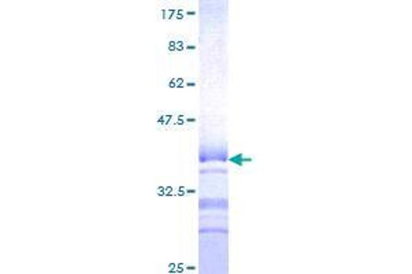 BHLHE41 Protein (AA 203-282) (GST tag)