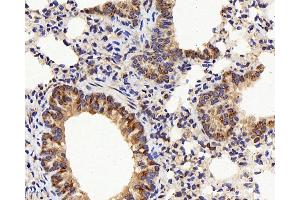 Immunohistochemistry analysis of paraffin-embedded mouse lung using IL22RA1 Polyclonal Antibody at dilution of 1:200. (IL22 Receptor alpha 1 抗体)