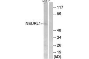 Western blot analysis of extracts from MCF-7 cells, using NEURL1 Antibody. (NEURL 抗体  (AA 219-268))
