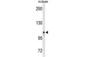 Western blot analysis of LONP2 Antibody (N-term) in mouse brain tissue lysates (35ug/lane).