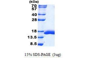 Figure annotation denotes ug of protein loaded and % gel used. (Galectin 2 蛋白)