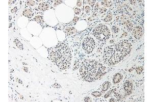 Image no. 2 for anti-Interleukin 33 (IL33) antibody (ABIN465633) (IL-33 抗体)