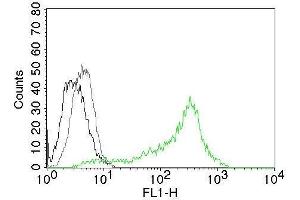 Flow Cytometry of Human Nucleolin Ag on 293T cells. (Nucleolin 抗体)