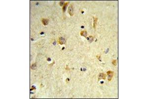 Formalin-fixed and paraffin-embedded human brain tissue reacted with Peroxin 14 / PEX14 Antibody (C-term) followed which was peroxidase-conjugated to the secondary antibody, followed by DAB staining. (PEX14 抗体  (C-Term))