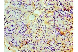 Immunohistochemistry of paraffin-embedded human pancreatic tissue using ABIN7147728 at dilution of 1:100 (Chromogranin A 抗体  (AA 19-457))