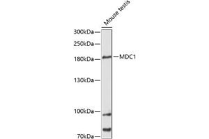 Western blot analysis of extracts of mouse testis, using MDC1 antibody (ABIN6134688, ABIN6143659, ABIN6143661 and ABIN6216452) at 1:3000 dilution. (MDC1 抗体  (AA 1-100))