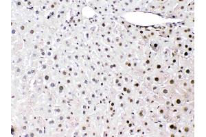 HMGB1 was detected in paraffin-embedded sections of mouse liver tissues using rabbit anti- HMGB1 Antigen Affinity purified polyclonal antibody (Catalog # ) at 1 µg/mL. (HMGB1 抗体  (C-Term))