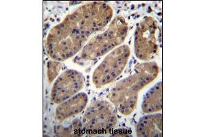 T Antibody (N-term) (ABIN656337 and ABIN2845637) immunohistochemistry analysis in formalin fixed and paraffin embedded human stomach tissue followed by peroxidase conjugation of the secondary antibody and DAB staining. (TMEM181 抗体  (N-Term))