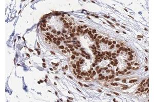 ABIN6268811 at 1/100 staining human Breast tissue sections by IHC-P. (RBMX 抗体  (N-Term))