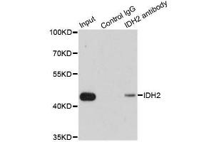 Immunofluorescence analysis of A-549 cells using IDH2 antibody.