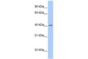 GFRA2 antibody used at 1 ug/ml to detect target protein. (GFRA2 抗体  (C-Term))