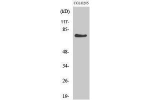 Western Blotting (WB) image for anti-G Protein-Coupled Receptor 115 (GPR115) (Internal Region) antibody (ABIN3184838) (G Protein-Coupled Receptor 115 抗体  (Internal Region))