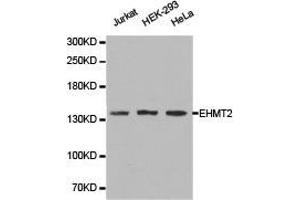 Western Blotting (WB) image for anti-Ankyrin Repeat-Containing Protein (EHMT2) antibody (ABIN1872470) (EHMT2 抗体)