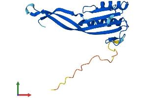 Protein Structure (PS) image for Ribonuclease P/MRP 25 Subunit-Like (RPP25L) (AA 1-163) protein (His tag) (ABIN7551478)