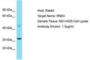 Image no. 1 for anti-rho Family GTPase 3 (RND3) (C-Term) antibody (ABIN6750436) (RND3 抗体  (C-Term))