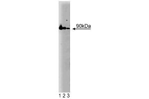 Western blot analysis of Hsp90 on a HeLa cell lysate (Human cervical epitheloid carcinoma, ATCC CCL-2. (HSP90 抗体  (AA 586-732))