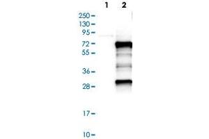 Western Blot analysis of Lane 1: negative control (vector only transfected HEK293T cell lysate) and Lane 2: over-expression lysate (co-expressed with a C-terminal myc-DDK tag in mammalian HEK293T cells) with MEF2D polyclonal antibody . (MEF2D 抗体)
