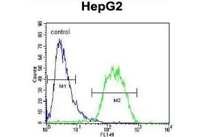 BUD13 Antibody (C-term) flow cytometric analysis of HepG2 cells (right histogram) compared to a negative control cell (left histogram).