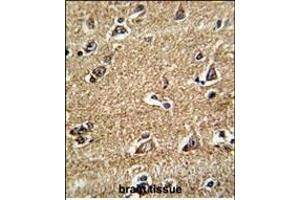 Formalin-fixed and paraffin-embedded human brain tissue reacted with RAB13 Antibody (Center), which was peroxidase-conjugated to the secondary antibody, followed by DAB staining. (RAB13 抗体  (AA 109-137))