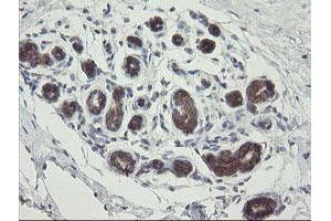 Image no. 8 for anti-Methionyl Aminopeptidase 2 (METAP2) (AA 2-212) antibody (ABIN1491153)
