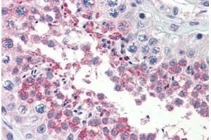 Human Testis (formalin-fixed, paraffin-embedded) stained with TSKS antibody ABIN462256 followed by biotinylated goat anti-rabbit IgG secondary antibody ABIN481713, alkaline phosphatase-streptavidin and chromogen. (TSKS 抗体  (N-Term))
