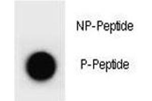 Dot blot analysis of phospho-PTEN antibody.