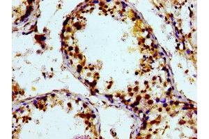Immunohistochemistry of paraffin-embedded human testis tissue using ABIN7164870 at dilution of 1:100