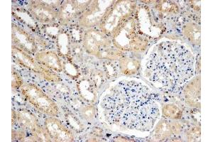 ABIN5539589 (4µg/ml) staining of paraffin embedded Human Kidney. (SNX8 抗体  (C-Term))