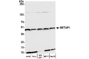 anti-Methionyl Aminopeptidase 1 (METAP1) (AA 336-386) antibody