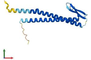 Protein Structure (PS) image for Ubiquitously-Expressed, Prefoldin-Like Chaperone (UXT) (AA 1-157) protein (His tag) (ABIN7555969)