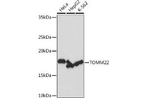 Western blot analysis of extracts of various cell lines, using TOMM22 Rabbit mAb (ABIN7270930) at 1:1000 dilution. (TOMM22 抗体)