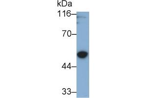 Detection of GSDMD in U2OS cell lysate using Polyclonal Antibody to Gasdermin D (GSDMD) (GSDMD 抗体  (AA 232-484))