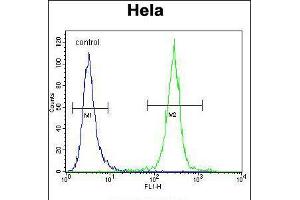 Flow cytometric analysis of Hela cells (right histogram) compared to a negative control cell (left histogram). (COCH 抗体  (AA 399-428))
