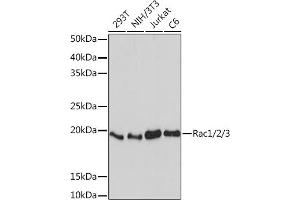 Western blot analysis of extracts of various cell lines, using Rac1/2/3 Rabbit mAb (ABIN7269820) at 1:1000 dilution. (RAC1 抗体)