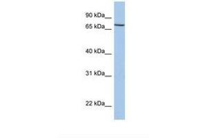Image no. 1 for anti-Solute Carrier Family 20 (Phosphate Transporter), Member 1 (SLC20A1) (AA 542-591) antibody (ABIN6738100)