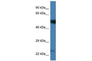 Western Blot showing Plk3 antibody used at a concentration of 1. (PLK3 抗体  (C-Term))