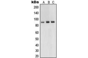 Western blot analysis of UHRF1 expression in HeLa (A), HCT116 (B), HEK293 (C) whole cell lysates. (UHRF1 抗体  (Center))
