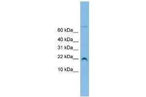 WB Suggested Anti-NHP2L1 Antibody Titration: 0. (NHP2L1 抗体  (N-Term))