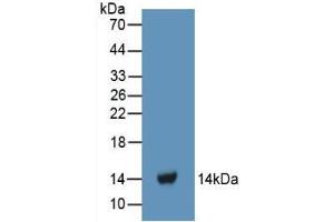 Western blot analysis of recombinant Human FGa. (FGA 抗体  (AA 124-214))