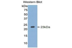 Western Blotting (WB) image for anti-Interleukin 1 alpha (IL1A) (AA 90-268) antibody (ABIN1172157)