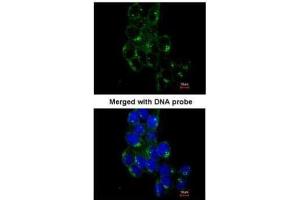 Immunofluorescence (IF) image for anti-FYN Oncogene Related To SRC, FGR, YES (FYN) (Center) antibody (ABIN2854964)