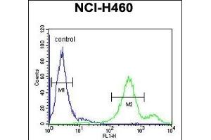 EBPL Antibody (C-term) (ABIN651922 and ABIN2840457) flow cytometric analysis of NCI- cells (right histogram) compared to a negative control cell (left histogram). (EBPL 抗体  (C-Term))