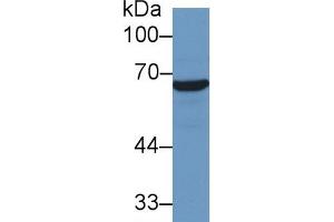 Mouse Capture antibody from the kit in WB with Positive Control: Human Hela cell lysate. (HSP70 1A ELISA 试剂盒)