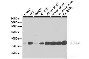 Western blot analysis of extracts of various cell lines using AURKC Polyclonal Antibody at dilution of 1:500. (Aurora Kinase C 抗体)