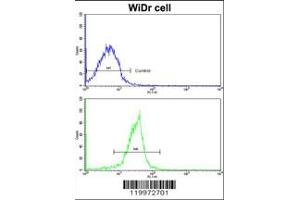 Flow cytometric analysis of widr cells using XPO1 Antibody (bottom histogram) compared to a negative control cell (top histogram). (XPO1 抗体  (C-Term))