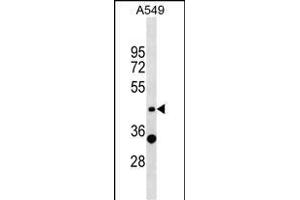 ZNF19 Antibody (N-term) (ABIN1538970 and ABIN2849074) western blot analysis in A549 cell line lysates (35 μg/lane). (ZNF19 抗体  (N-Term))