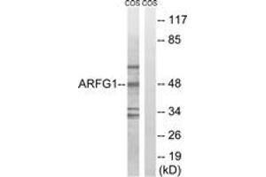 Western blot analysis of extracts from COS7 cells, using ARFGAP1 Antibody. (ARFGAP1 抗体  (AA 171-220))