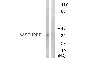 Western blot analysis of extracts from COLO cells, using AASDHPPT antibody. (AASDHPPT 抗体  (Internal Region))